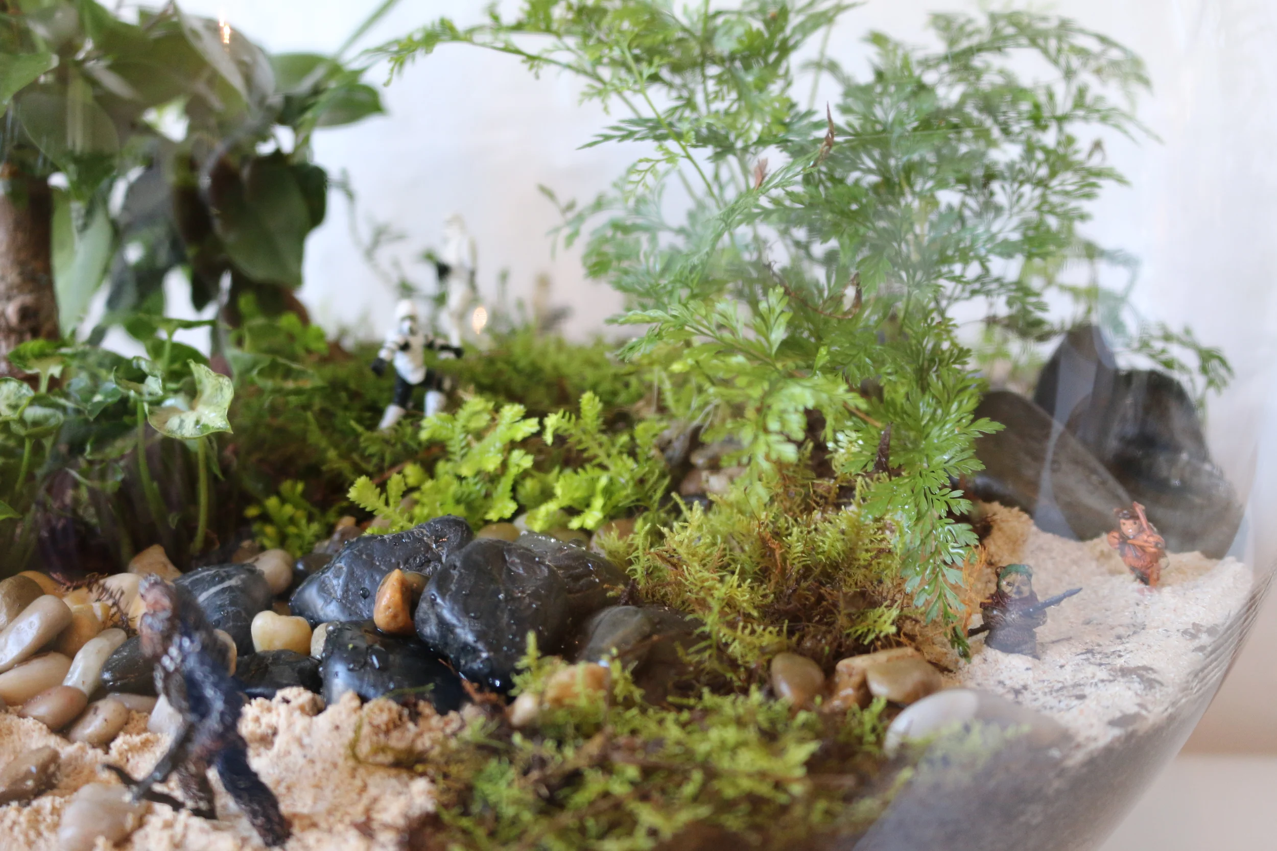 Star Wars Terrarium