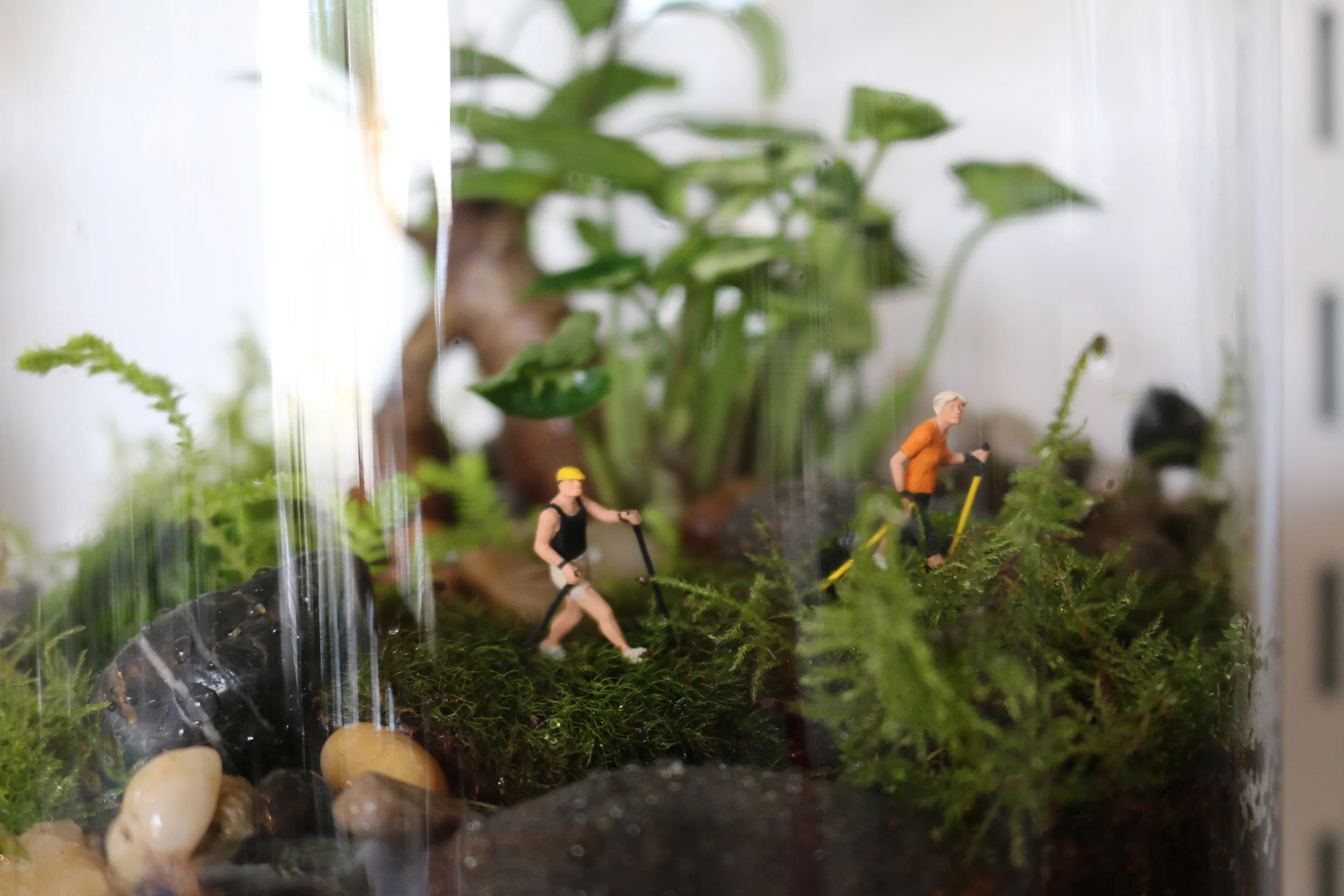 The Week in Pictures — Little LandsLittle Lands Terrariums Melbourne
