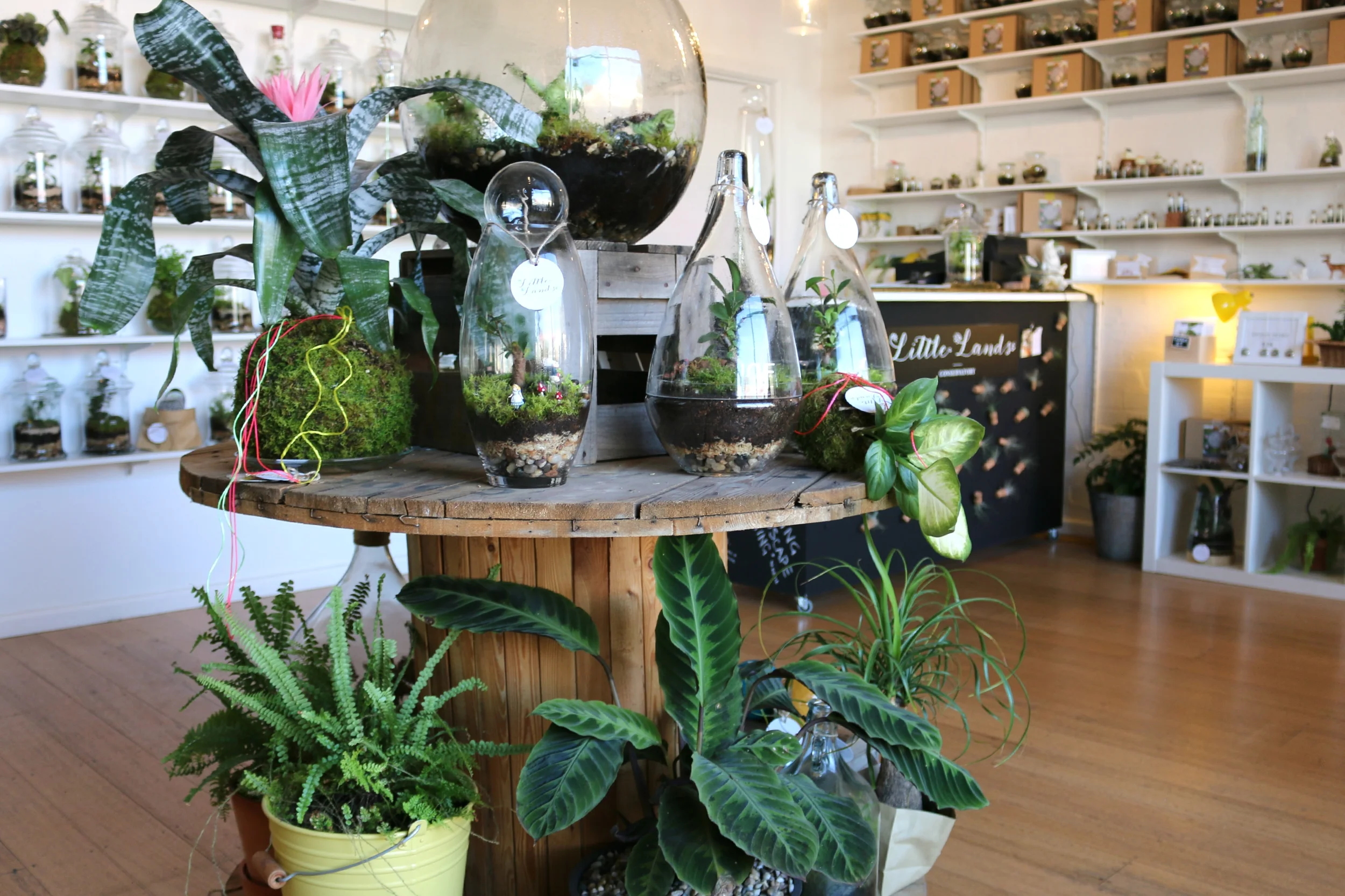 The Week in Pictures — Little LandsLittle Lands Terrariums Melbourne