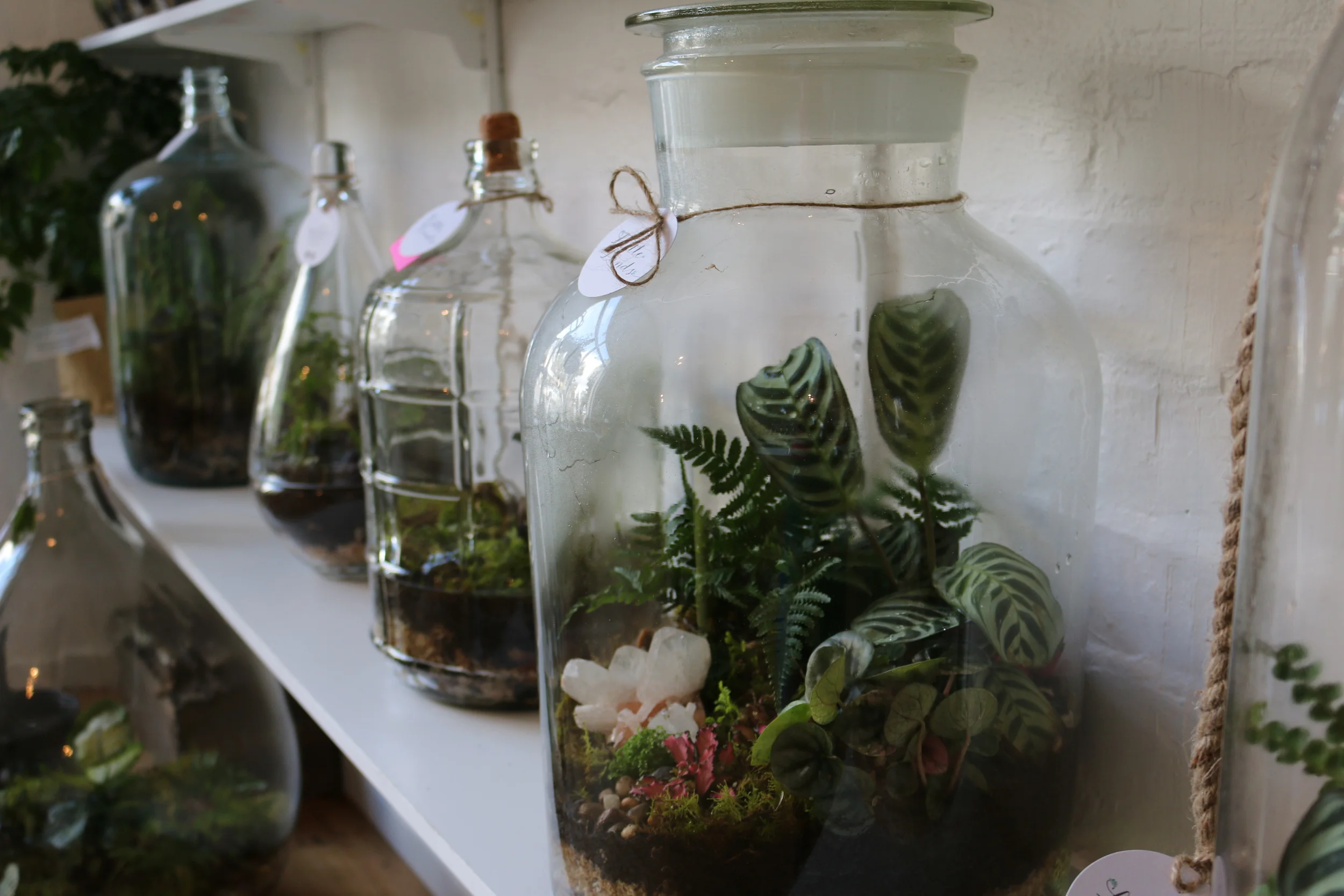 The Week in Pictures — Little LandsLittle Lands Terrariums Melbourne