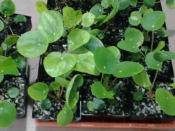 Our baby Pilea Peperoomioides growing.