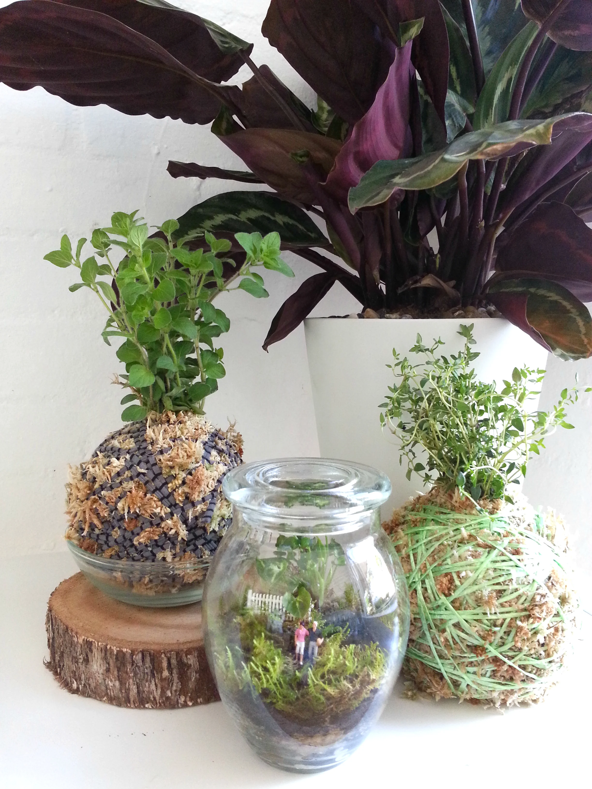 Honeypot Terrarium
