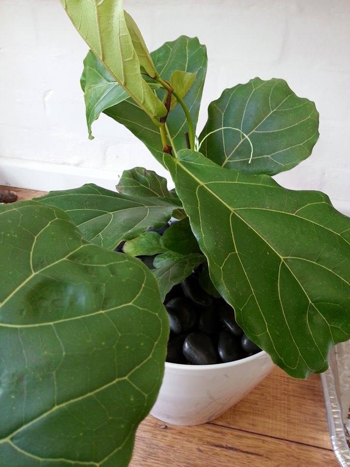 fiddle leaf fig melbourne