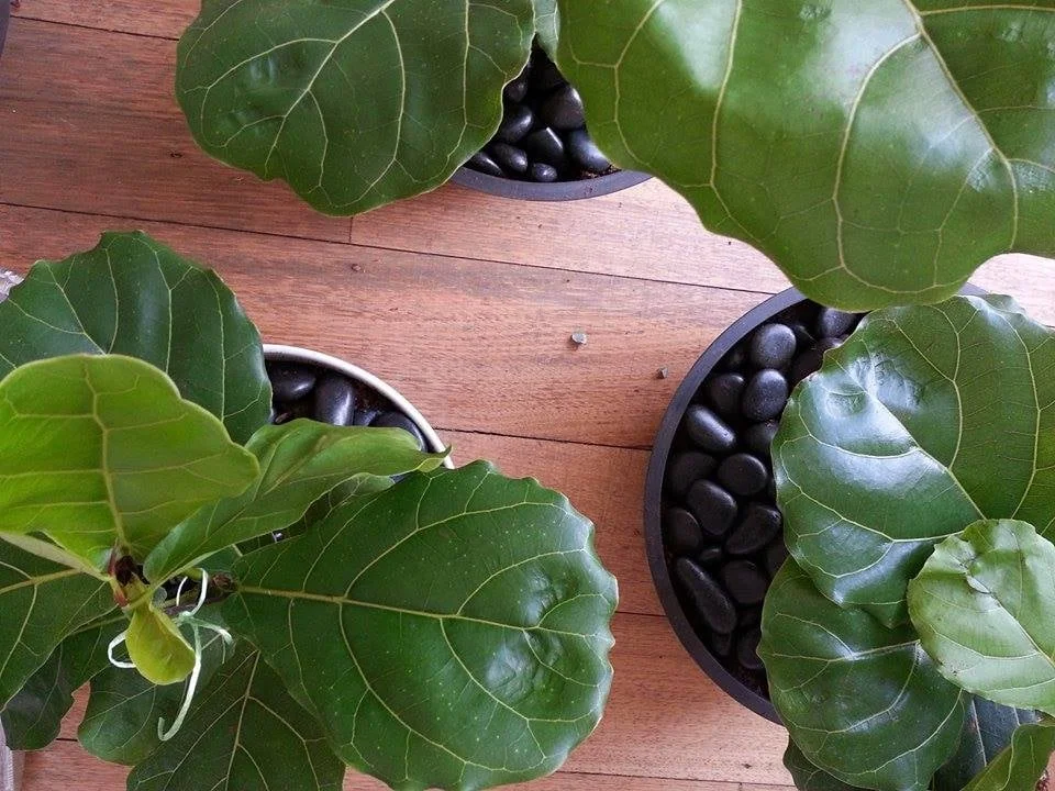 Ficus Lyrata Melbourne
