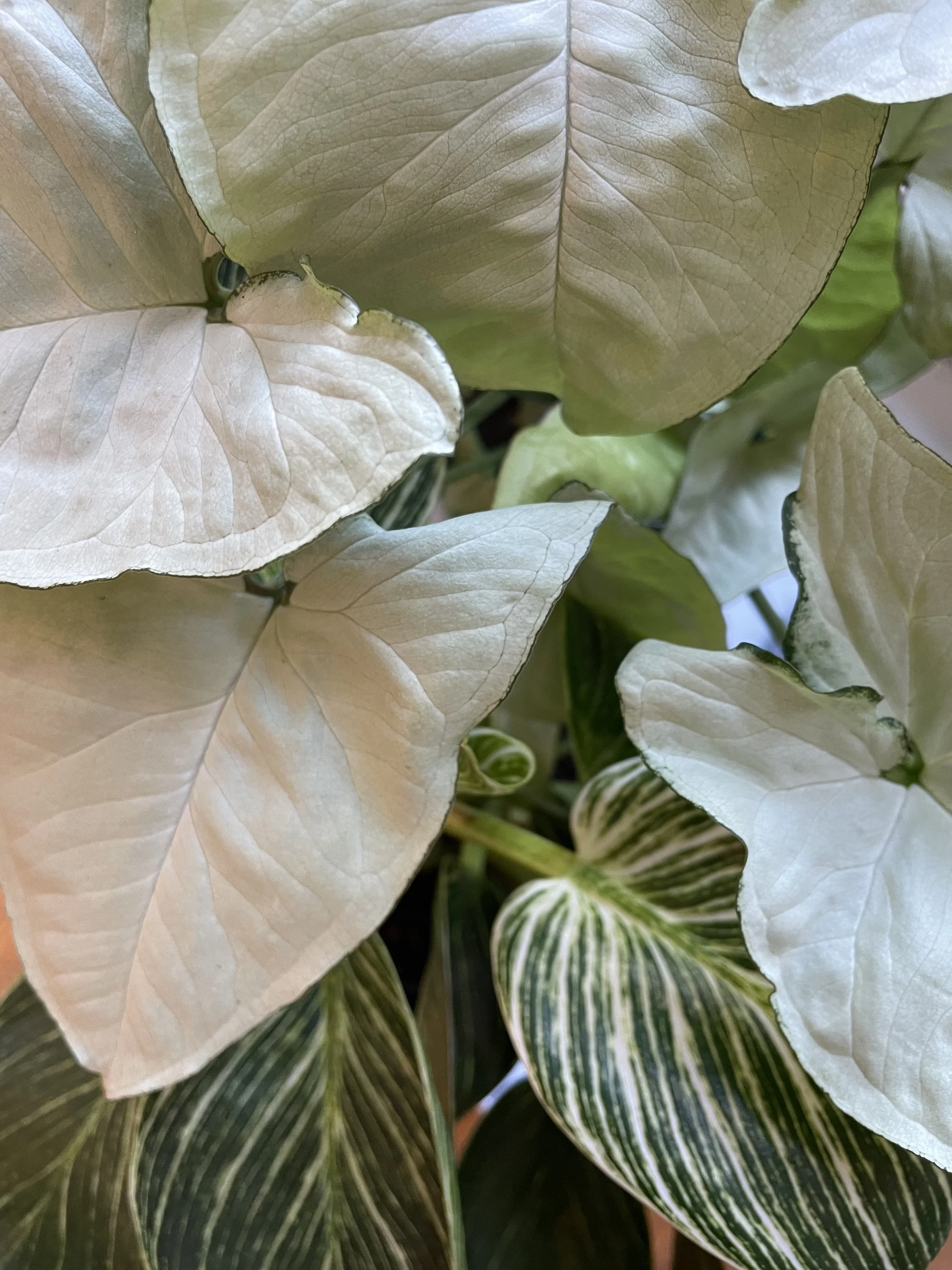 indoor plants little lands.jpeg.jpeg