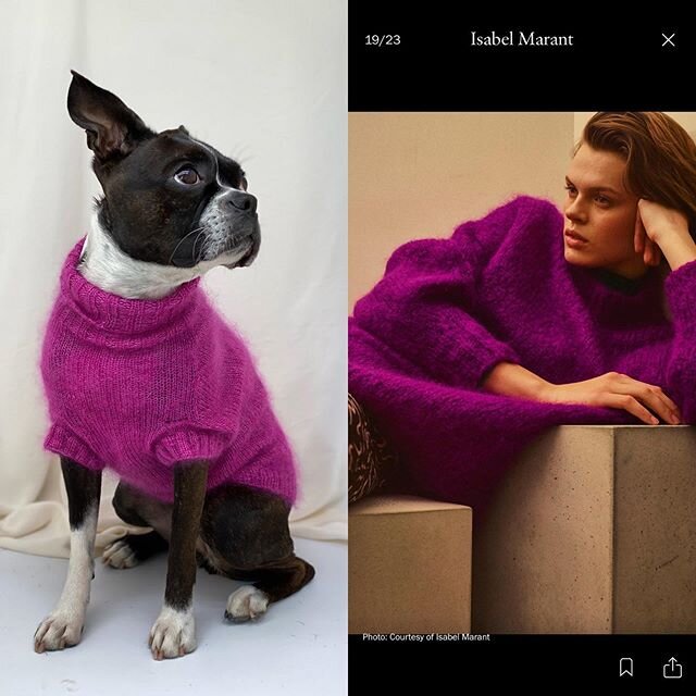 Roxys ode to Isabel.  Fuzzy and cozy to cheer you up while you #juststayhome  @diet_prada #bostonterrier #dogsofinstagram #puppy #sweater #isabelmarant @voguemagazine