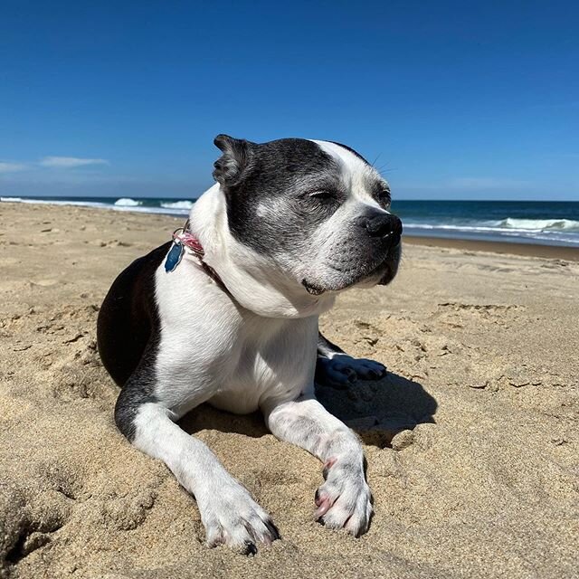 Happiest girl ever... #bostonterrier #dogsofinstagram #instadog #queenleila