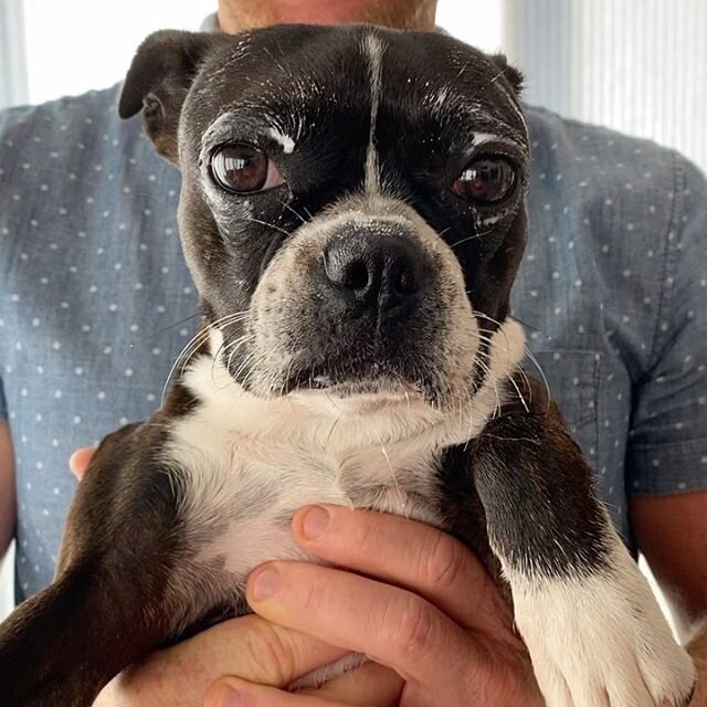 Cuteness for your Monday... Roxy got to clean the yogurt container... Here are the results... #bostonterrier #bostonterriersofinstagram #bostonterrierlove #dogsofinstagram #instadog #yogurt