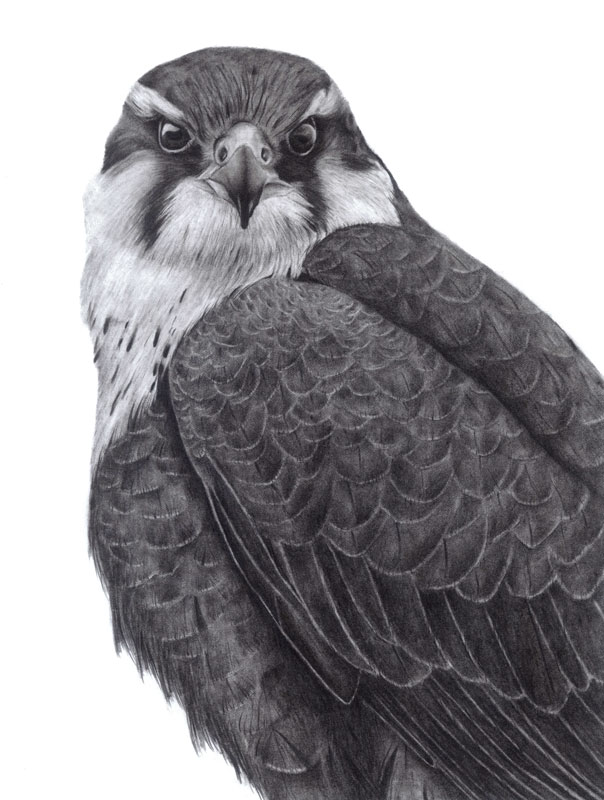 Aplomado Falcon Graphite Drawing