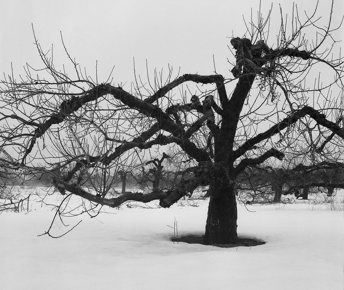 riamede farm orchard.jpg