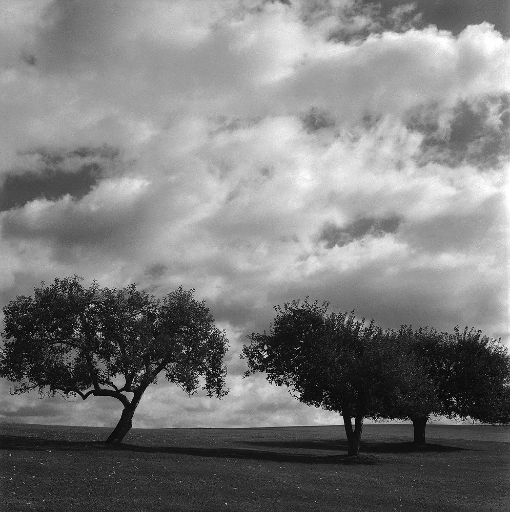 far hills nj trees.jpg
