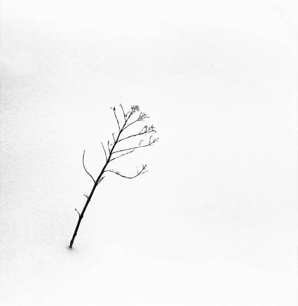 twigs.jpg