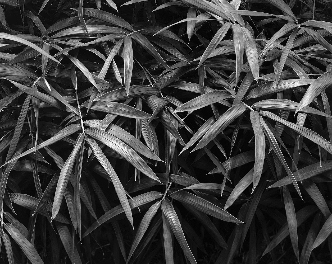 grass willowood.jpg