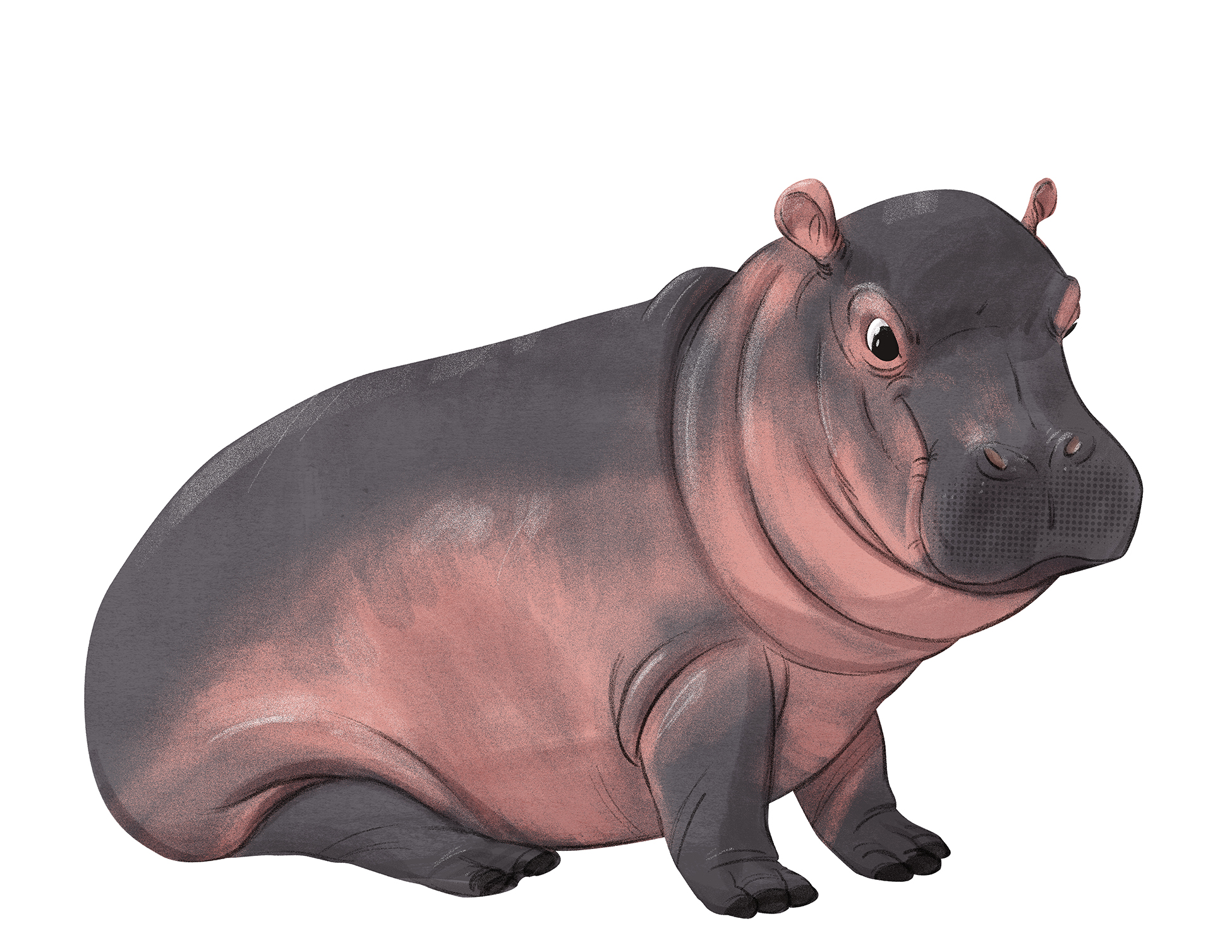 Fiona the Hippo