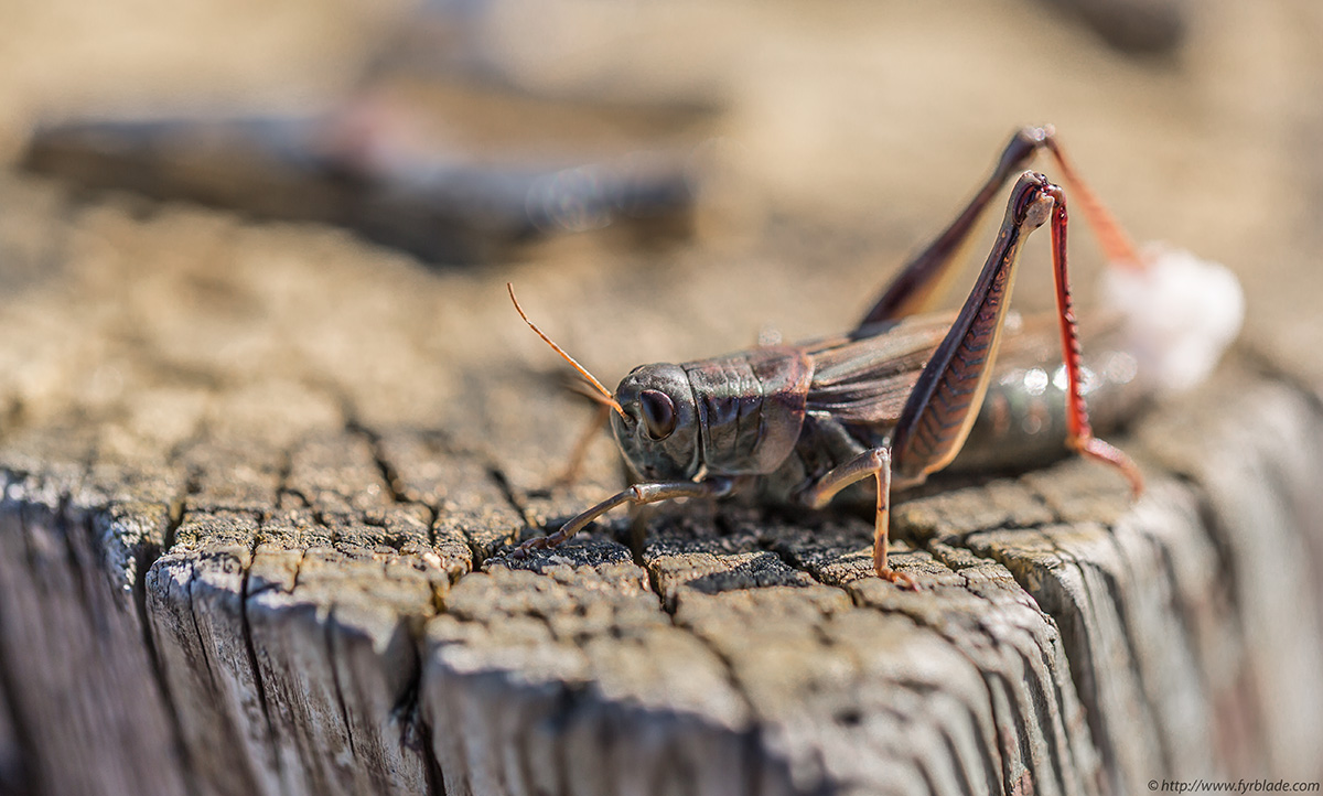 grasshopper