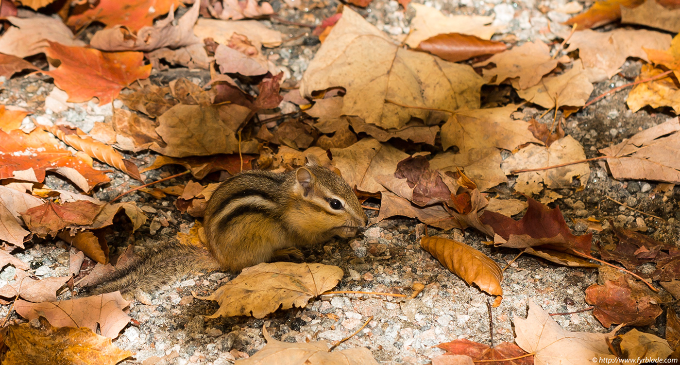 chipmunk