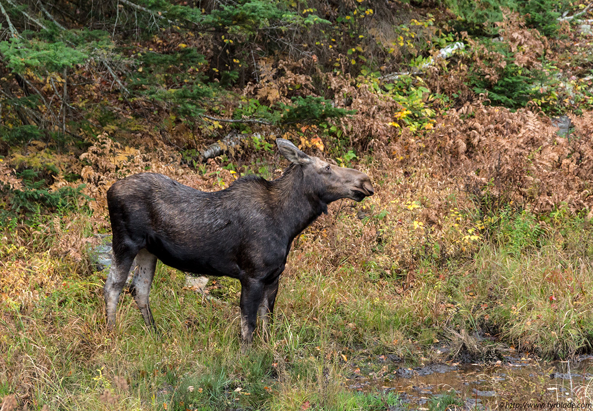 moose