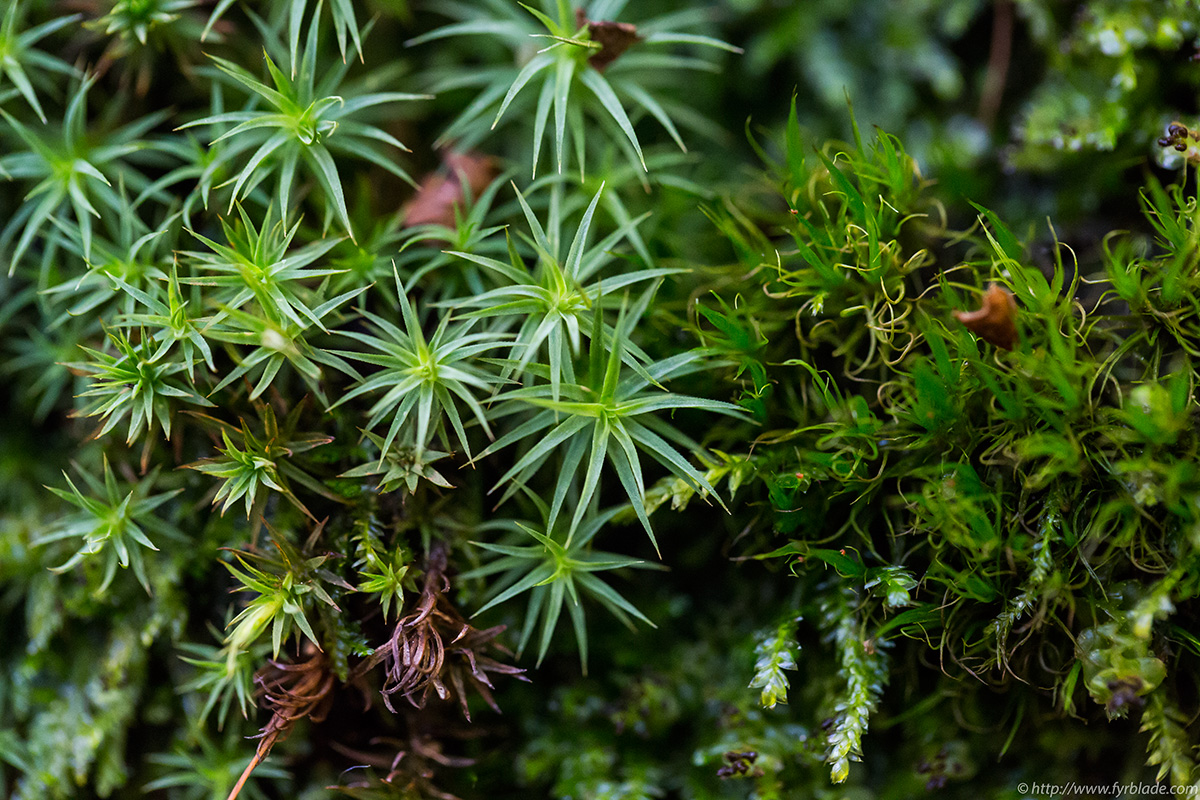 green-stuff1