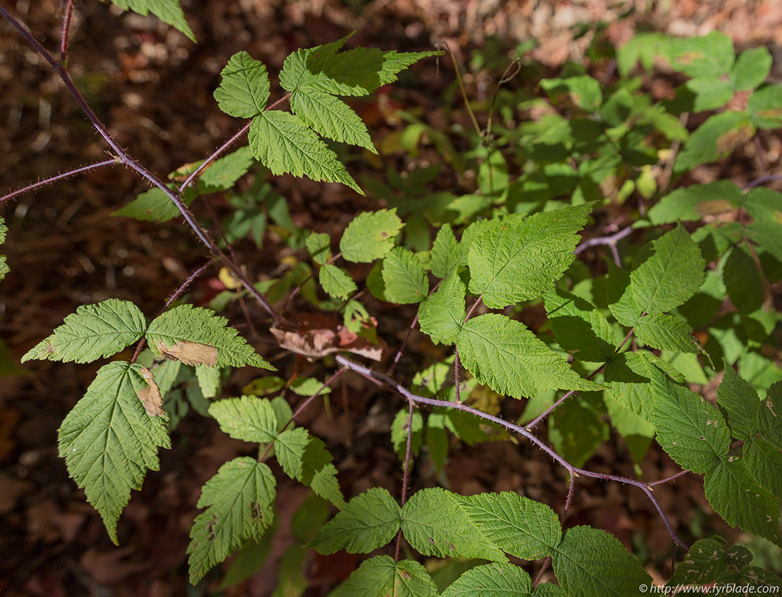 ivy