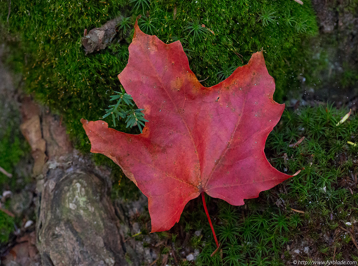 redleaf