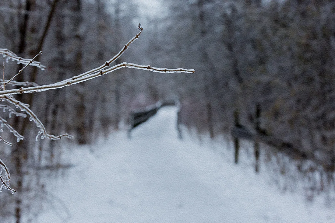 Twig-in-Oilpaint.jpg