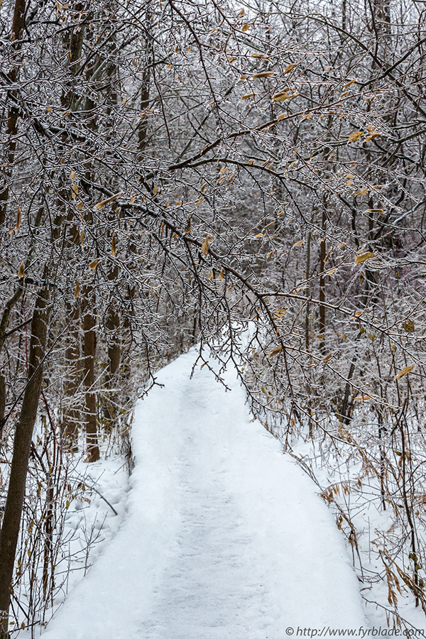 Rattray-Snowy-Path.jpg
