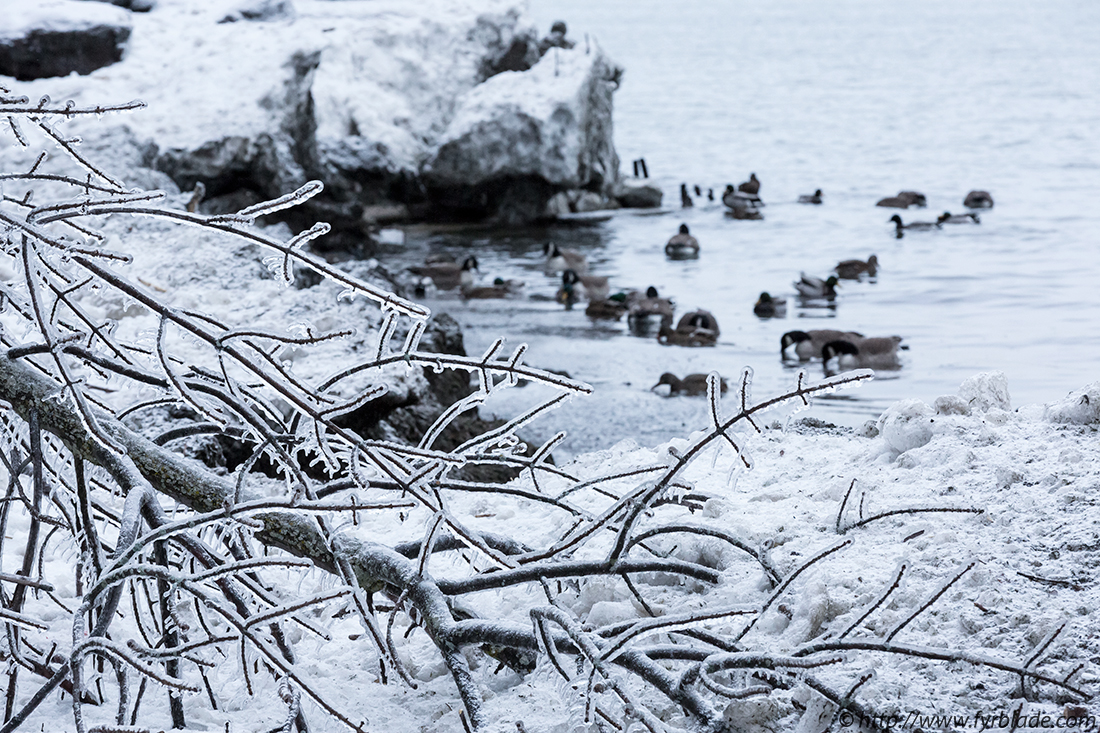 Frozen-Tree-Ducks.jpg