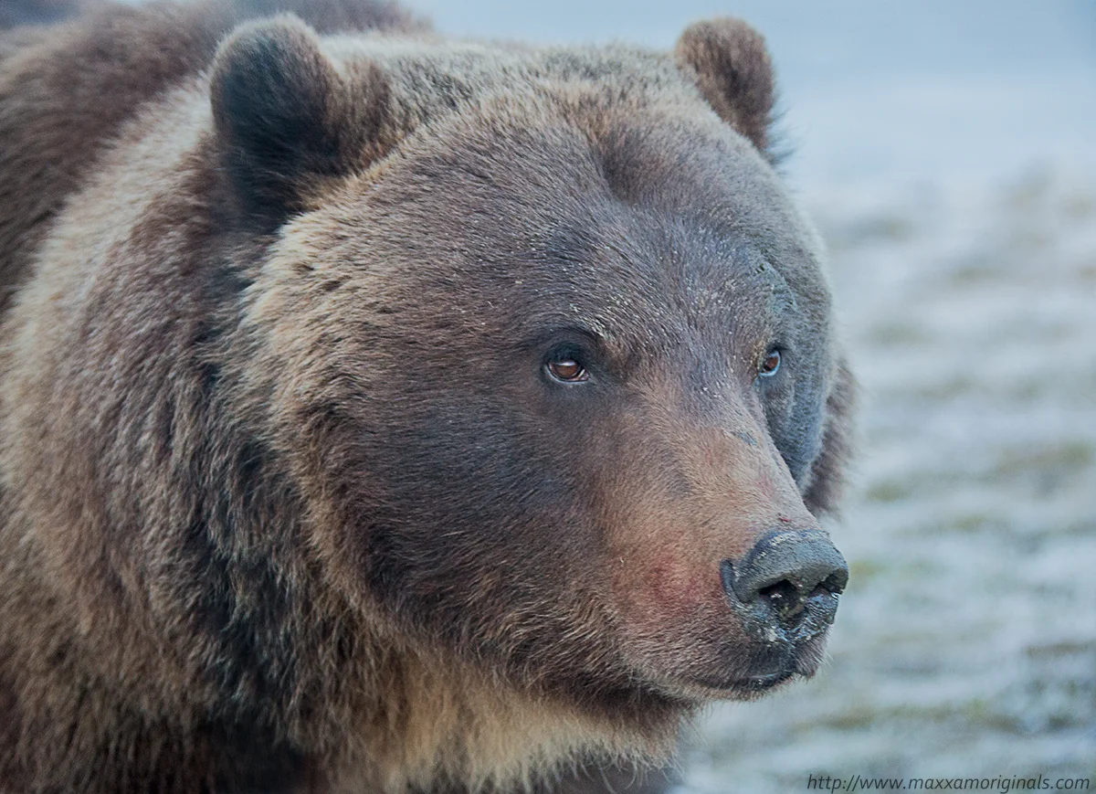 Brown Bear