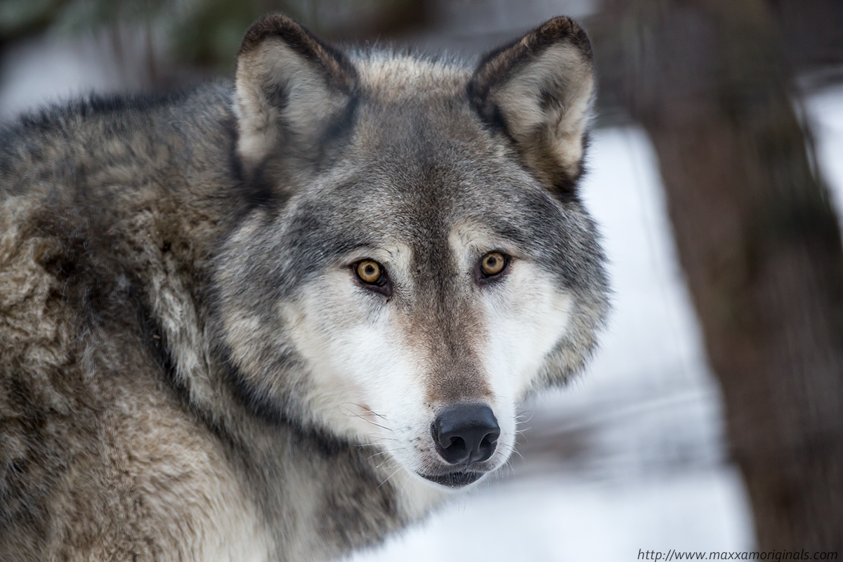Grey Wolf
