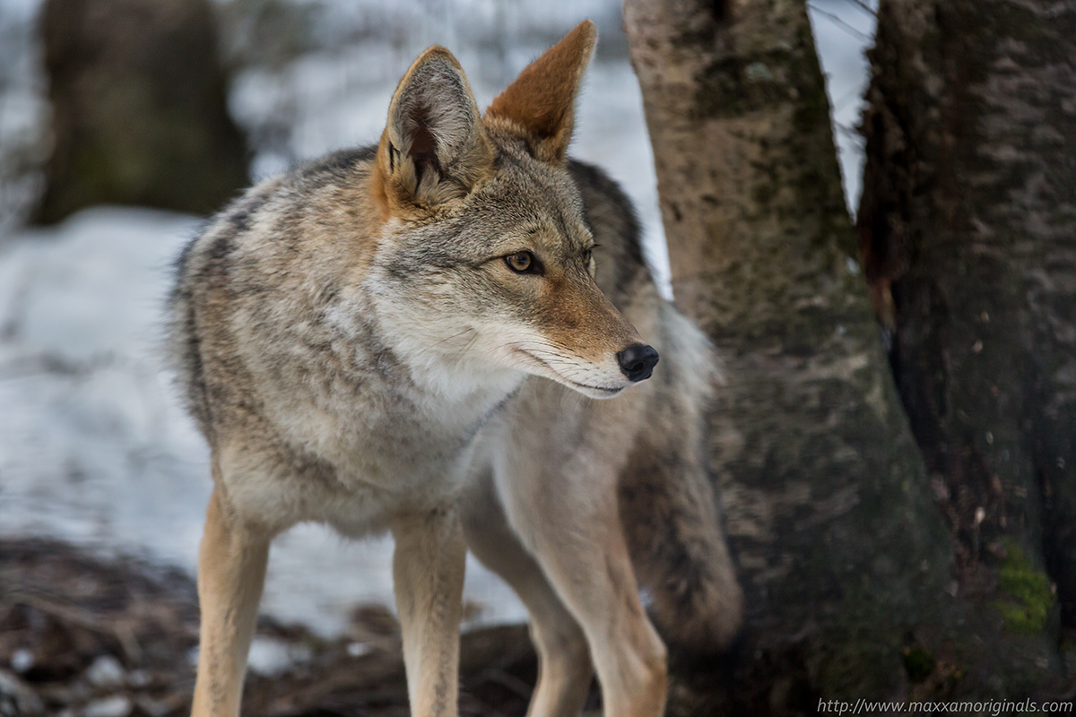 coyote.jpg