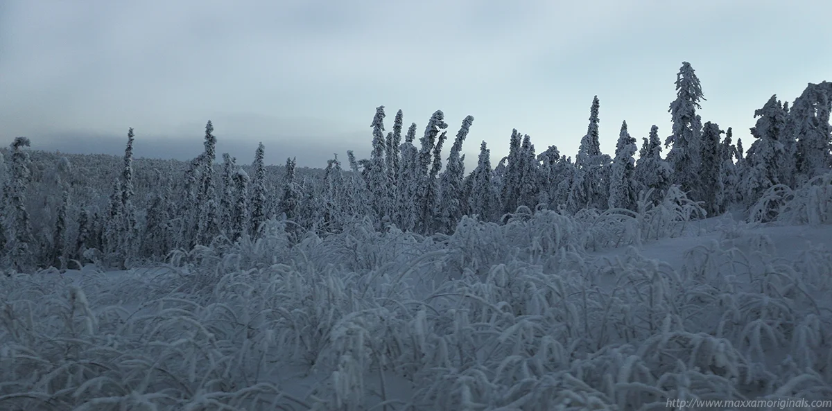 Trees are heavy with snow