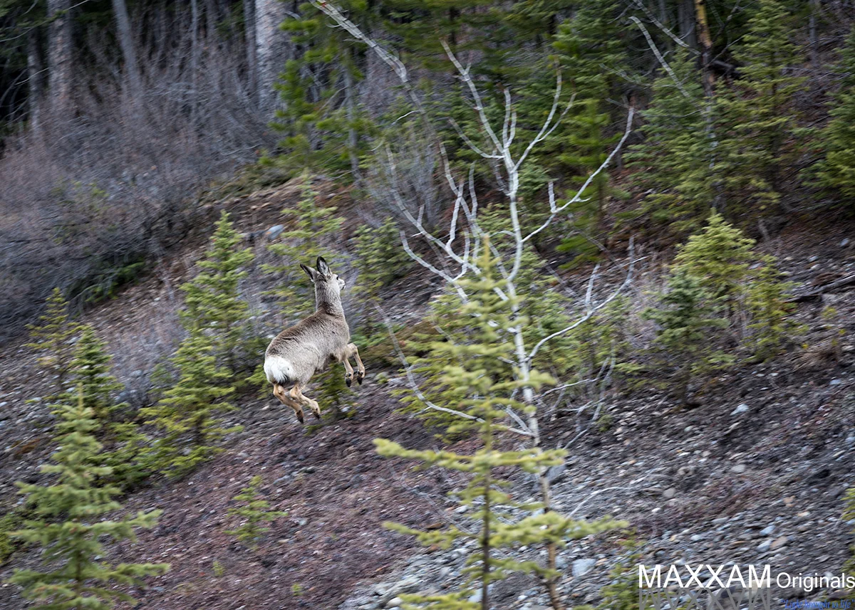 A deer bounds effortlessly up the side of a mountain as I accidentally get his attention with the sound of the click of my shutter.