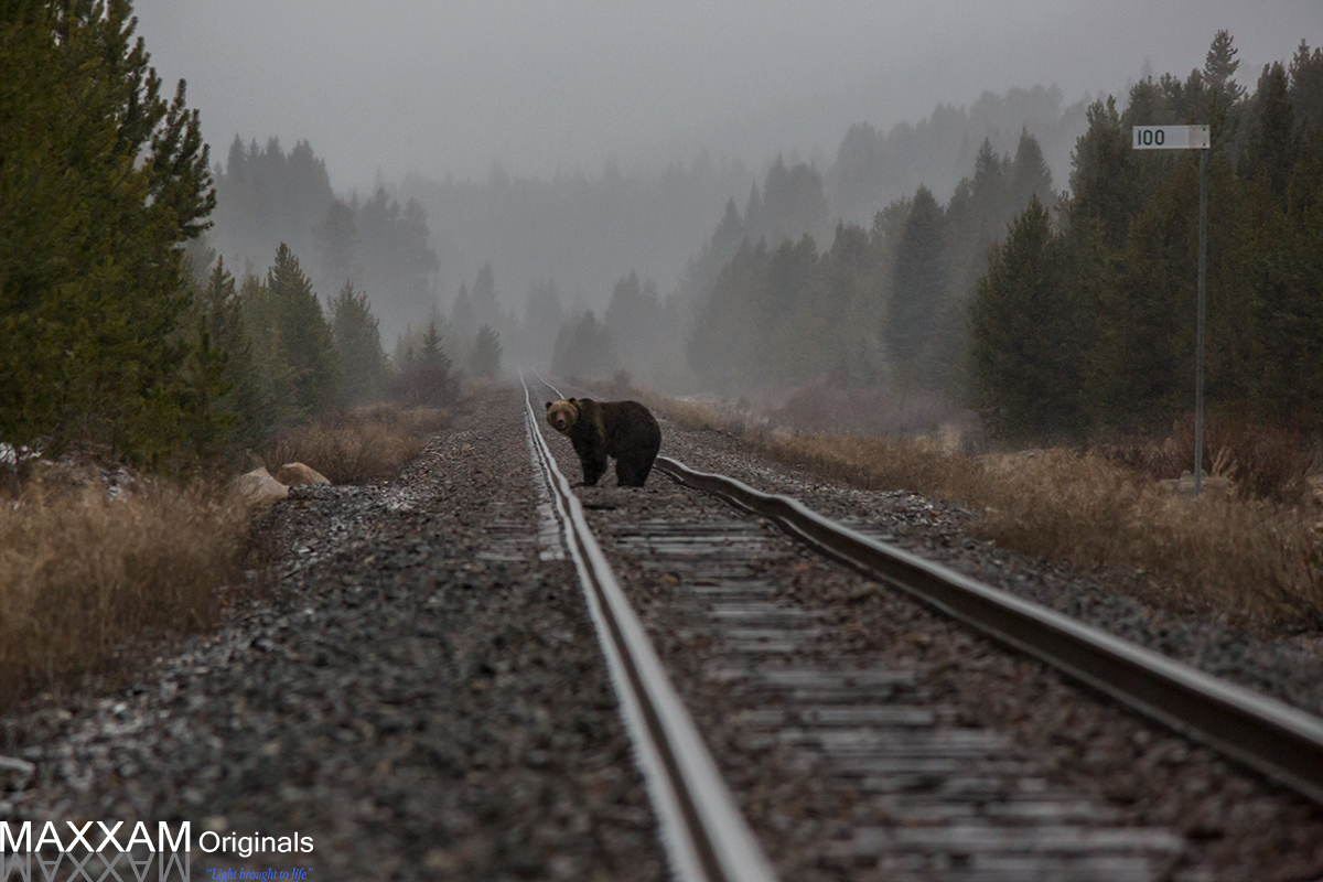 A grizzly bear shows some interest in me as I follow him along the tracks.