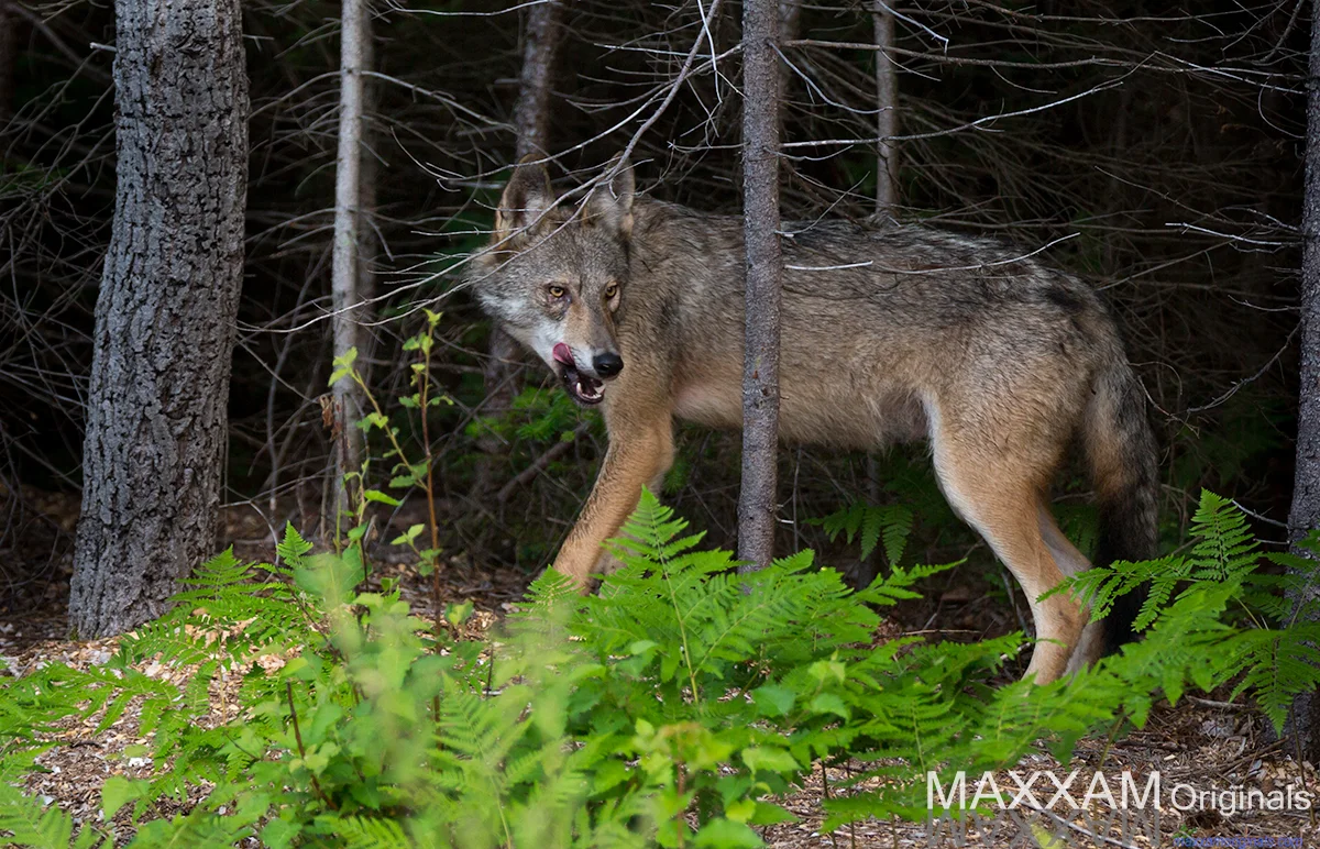 coyote2.jpg