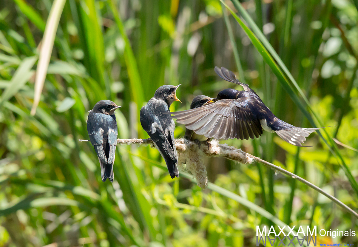 Barn Swallows of Point Pelee, Ontario