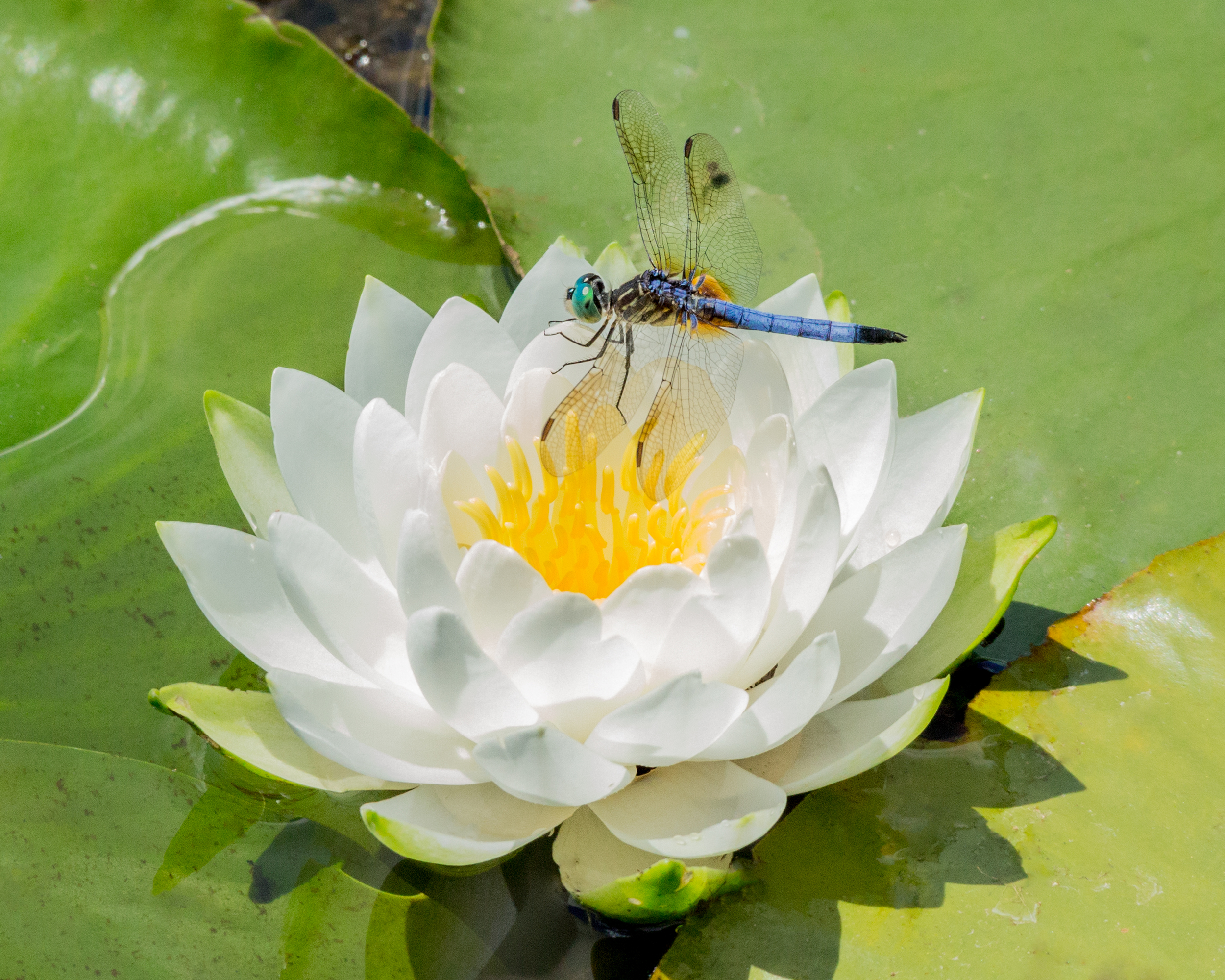 Dragonfly on a water lily
