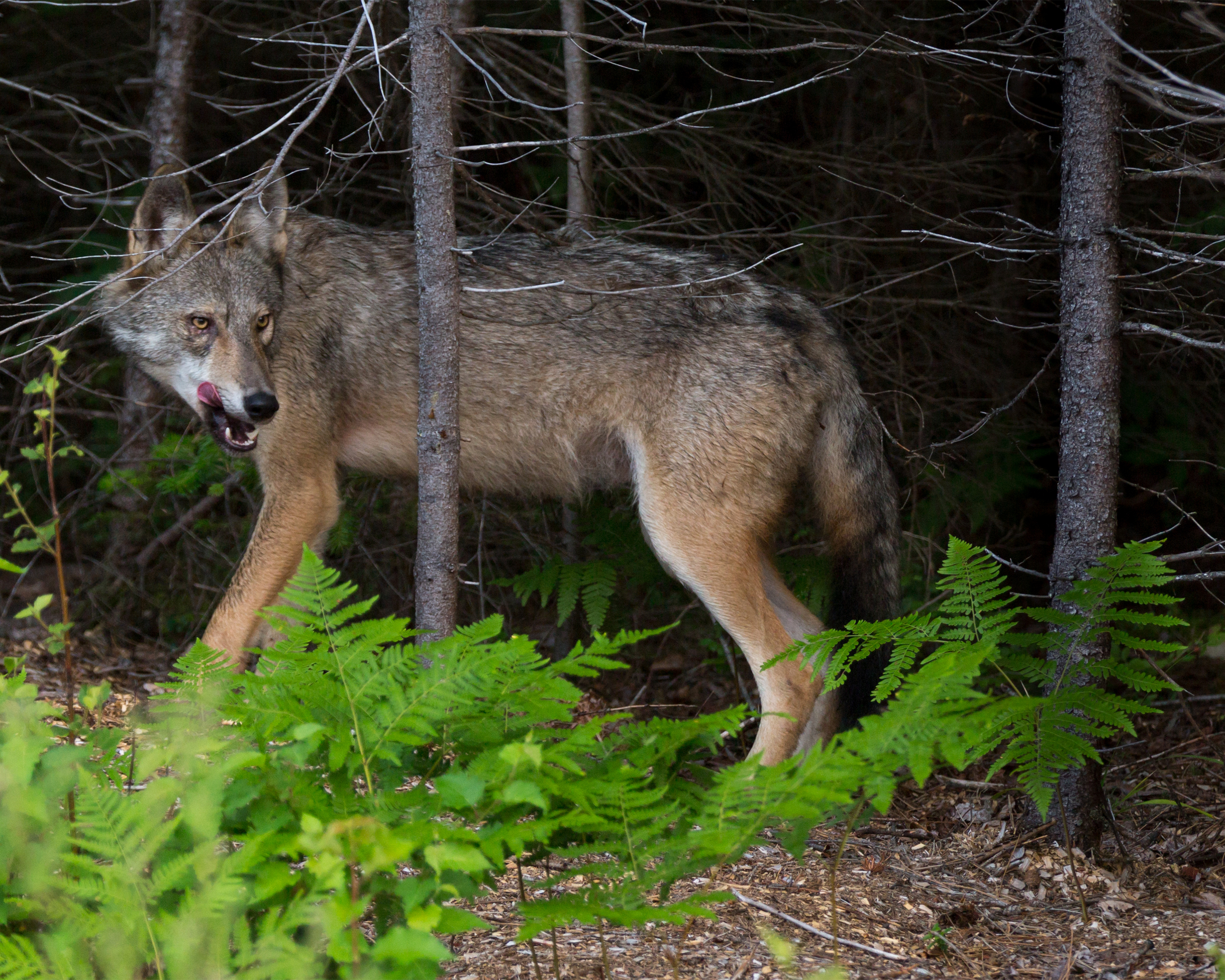 A Coywolf of Algonquin Park