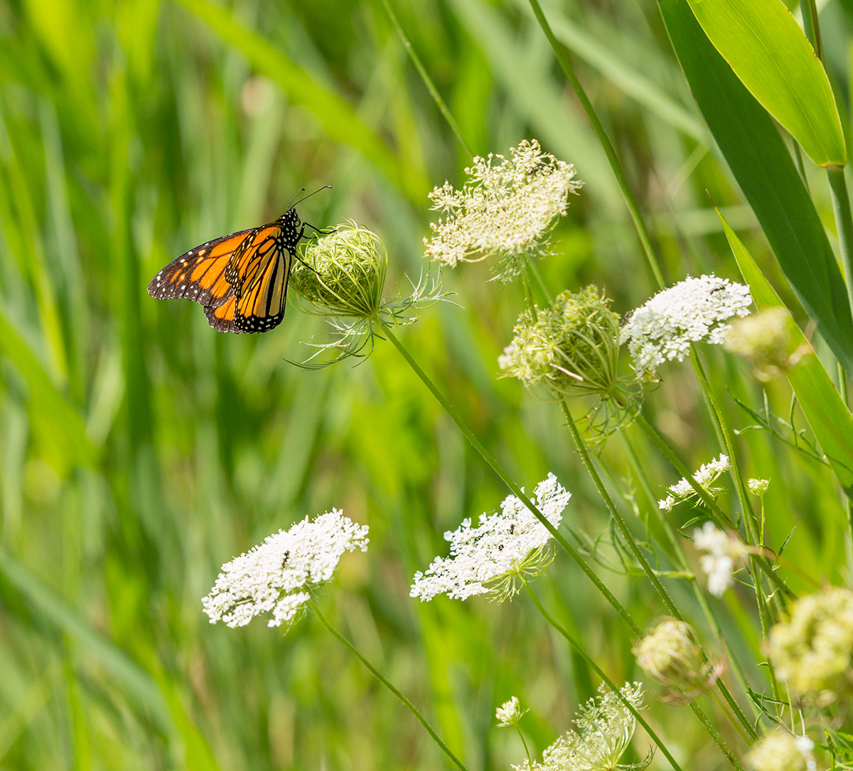 Monarch butterfly 