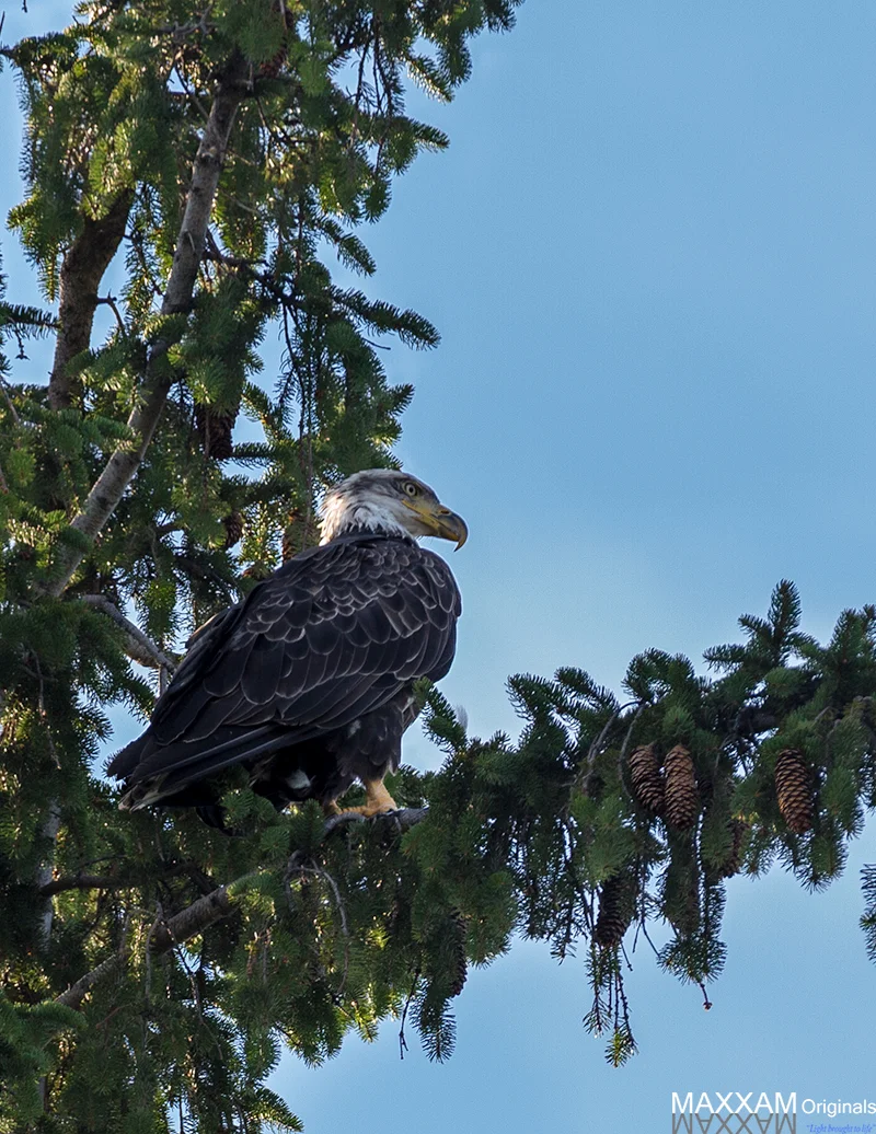Bald Eagle