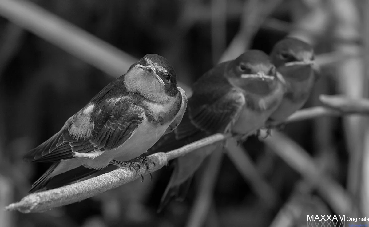 bw-birds.jpg