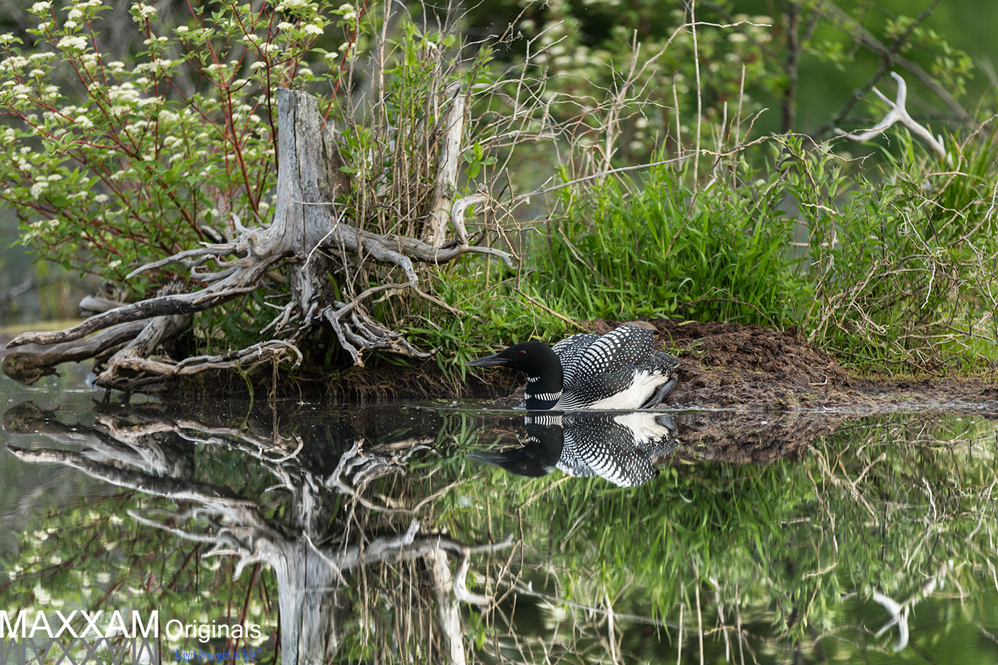 Mother loon leaves her eggs for a short swim and a light breakfast.