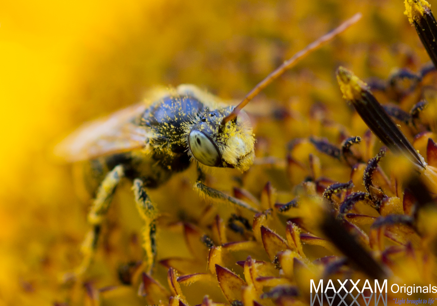 A bee is covered in pollen as it works busily at a sunflower.