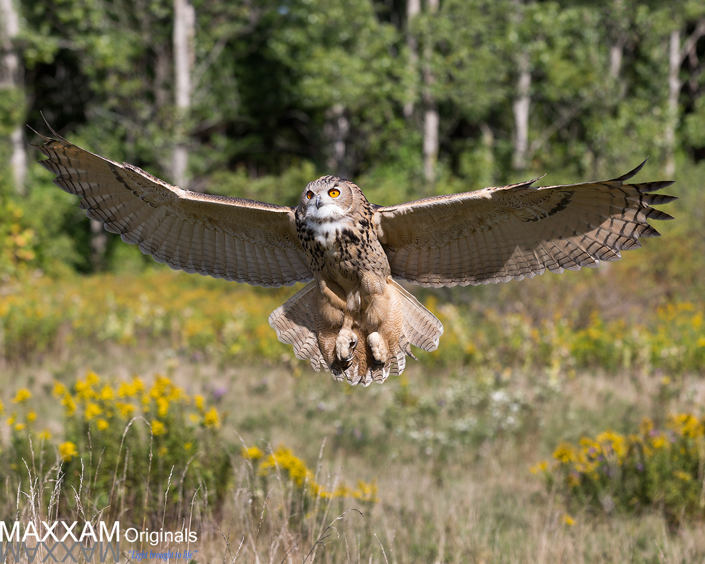 Coming in for a landing on top of a post, wings are spread wide in order to stop in time.