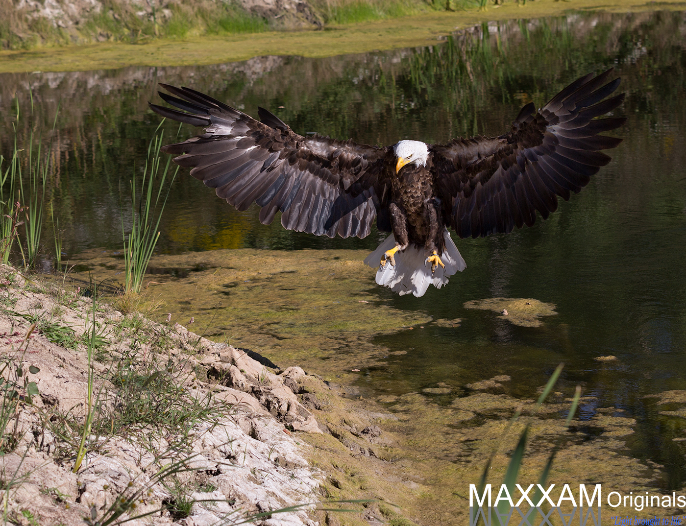Wings fully extended as it comes in to land.