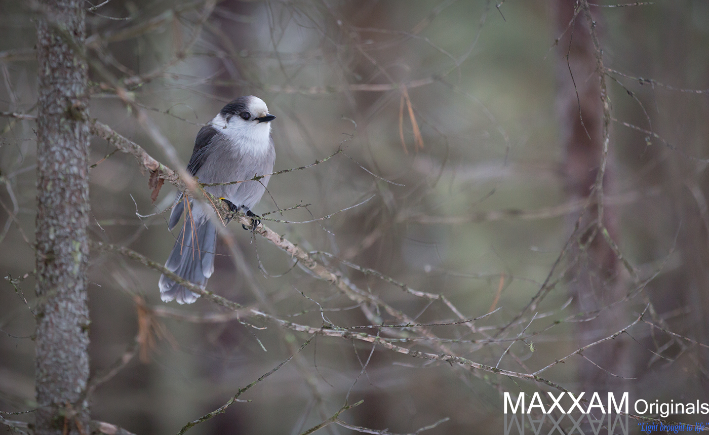 A gray jay watching thoughtfully.