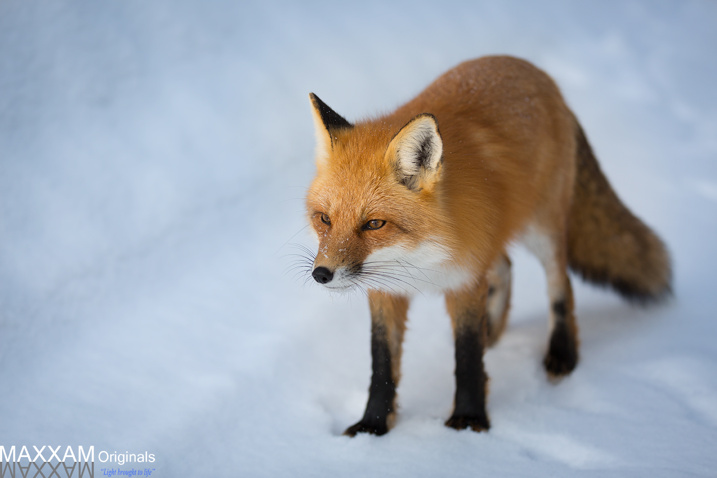 This red fox was kind enough to answer my call.