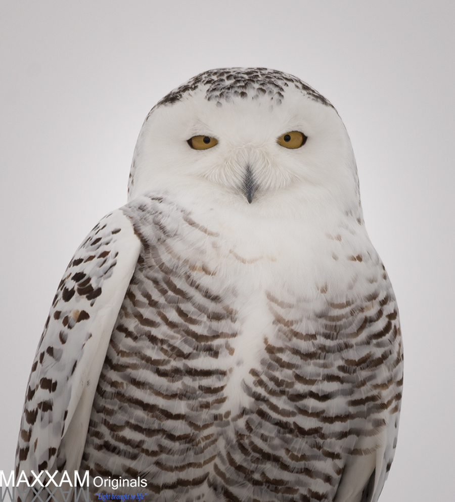 A snowy owl quietly looks for food somewhere out in the snow.