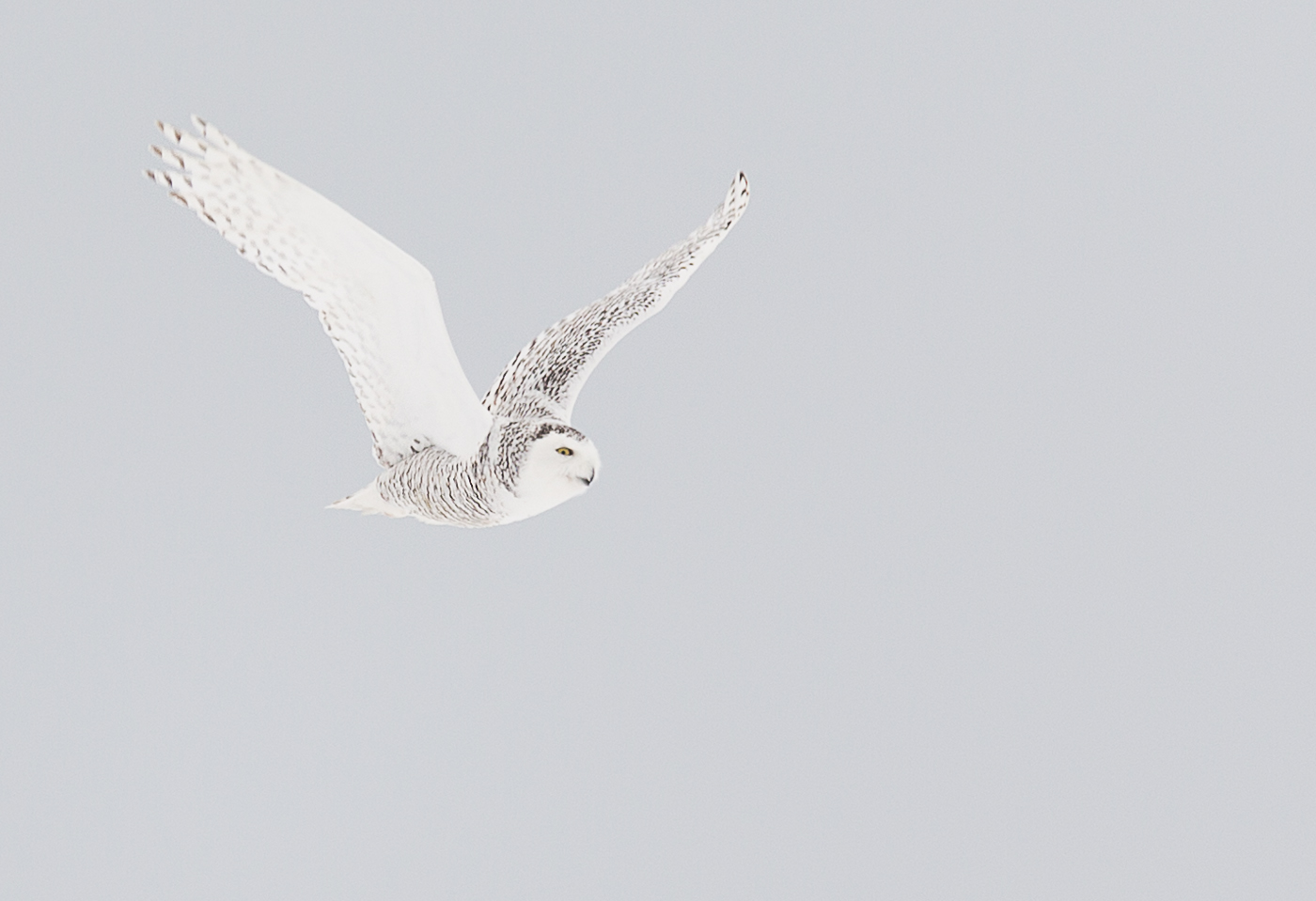 Snowy owl in flight