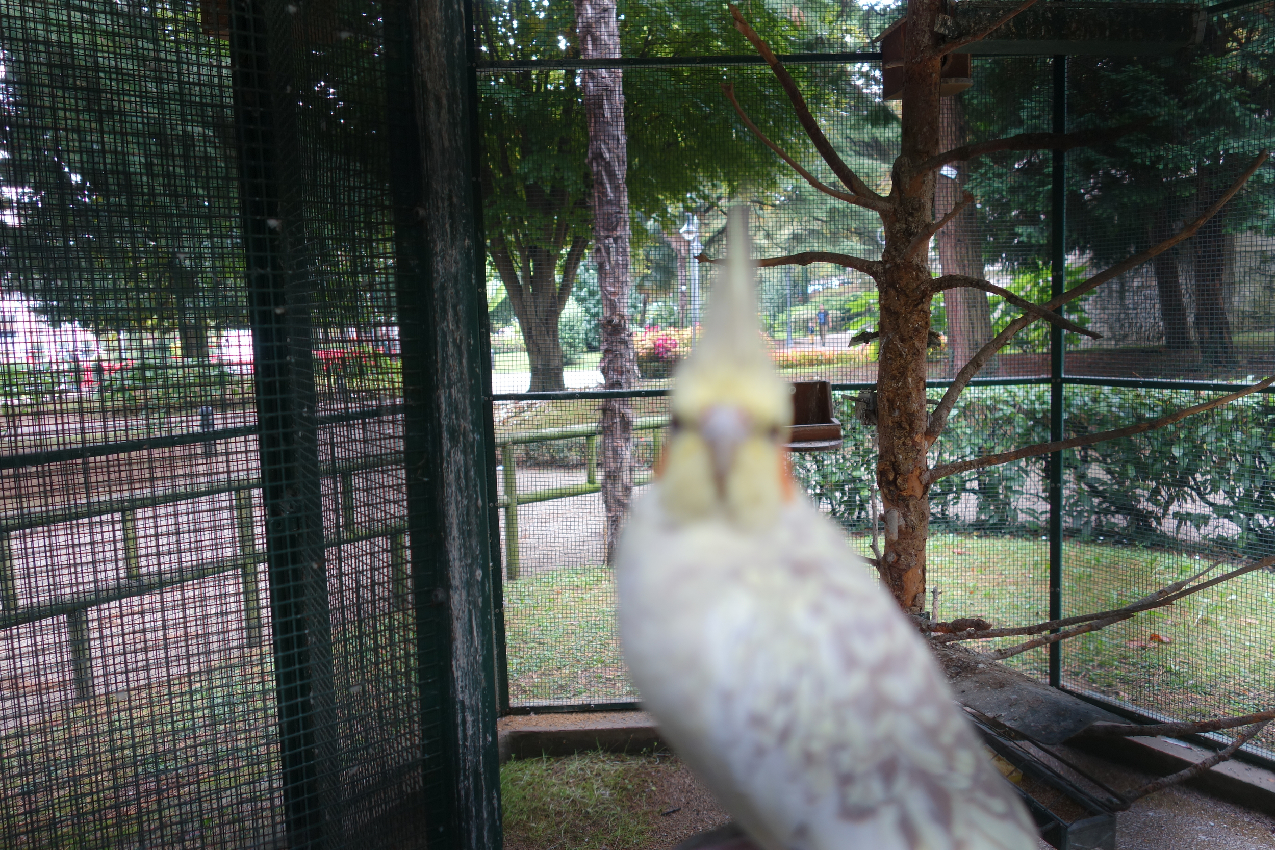 This bird woke me up at the crack of dawn for 2 days straight.