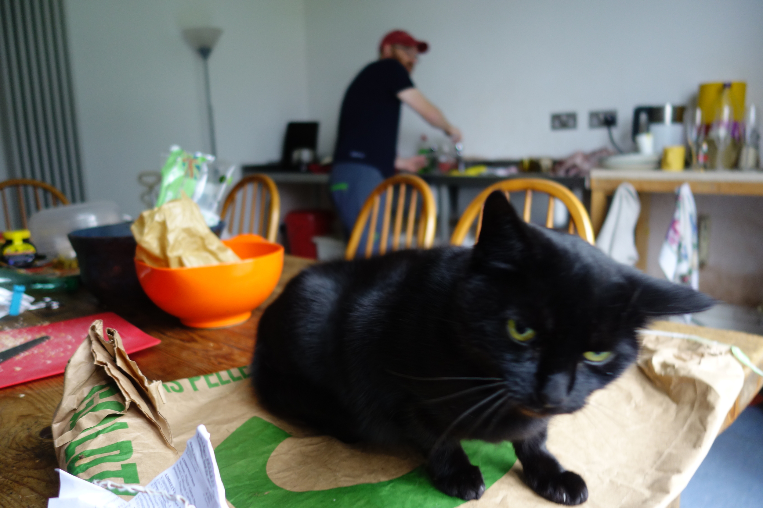 Fell family feline.